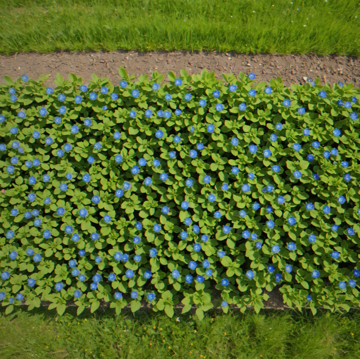 Farm plot overhead view with borage plant connected to tomato rows via pollinator flight path visualization