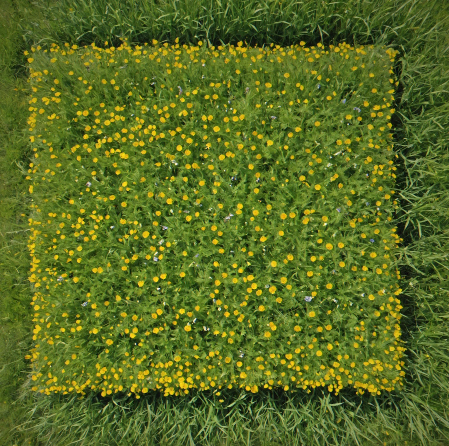 Summer at day 58 with crops ready to pick highlighted in yellow, you can see which plots finished growing