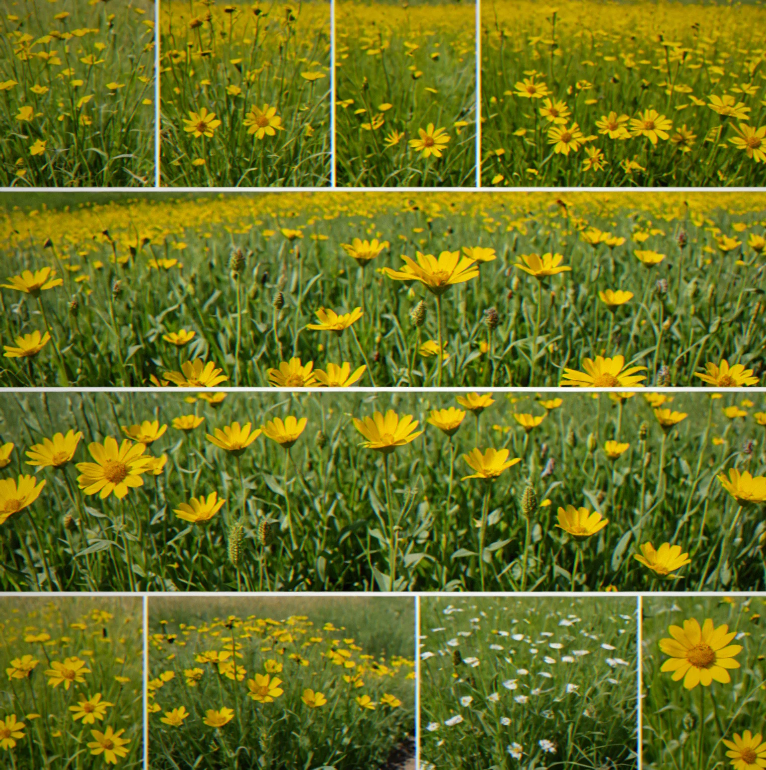 Mature summer crops ready to pick, yellow markers showing which plots are done
