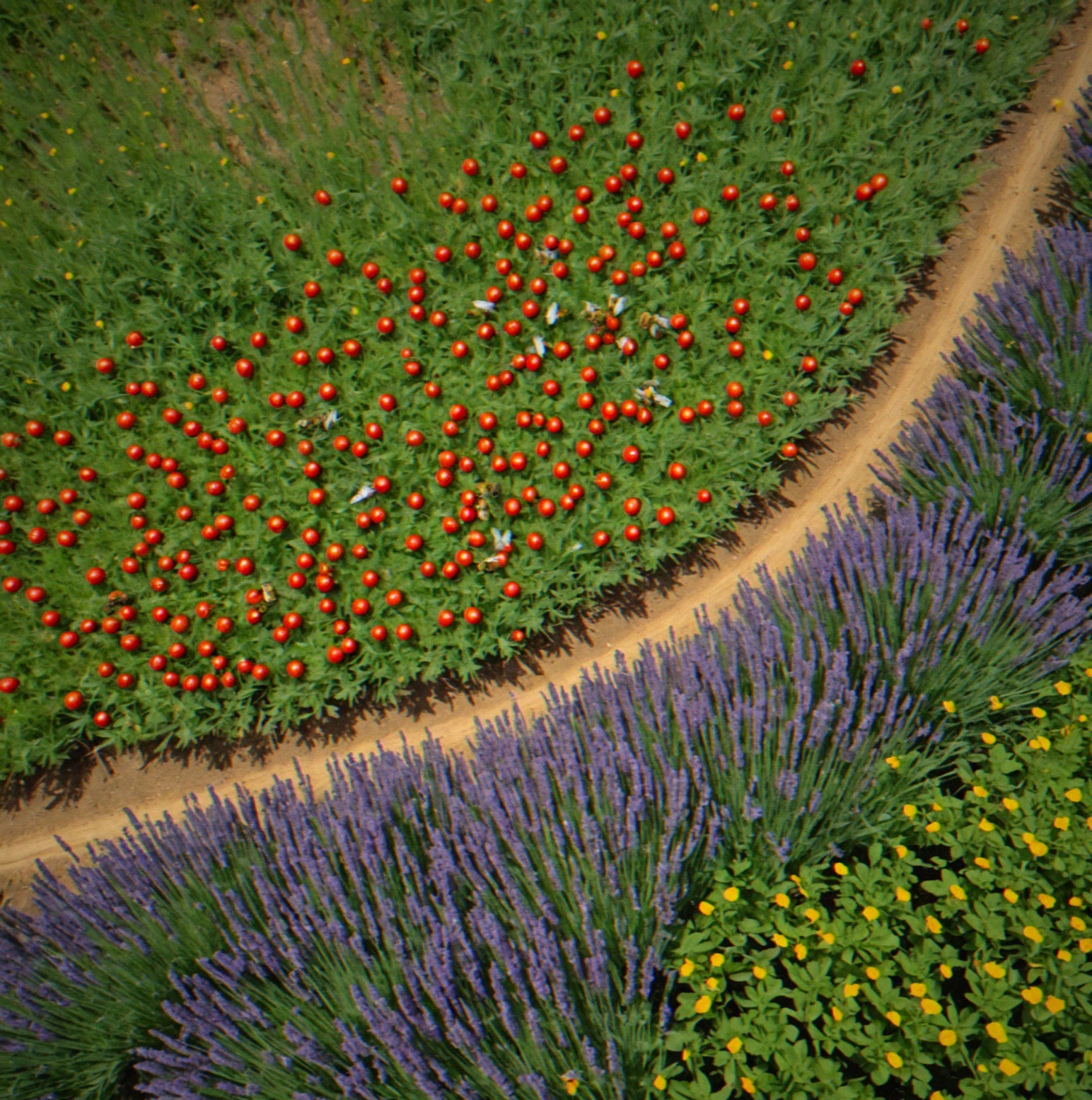 Overhead view of farm plot showing tomatoes surrounded by lavender with honeybee flight paths highlighted in gold